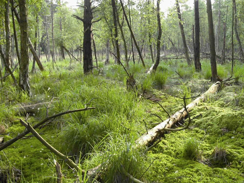 Birken-Moorwald auf der Naturerbefläcke Ueckermünder Heide (Mecklenburg-Vorpommern)  © DBU